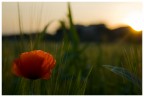 poppy poppy