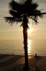 Palma al tramonto Palma al tramonto