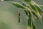 Tipula in controluce Tipula in controluce