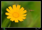 verso il giallo... verso il giallo...