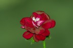fiore di velluto fiore di velluto