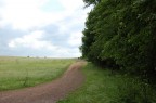 viale viale