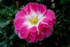 tempo di rose III tempo di rose III