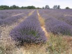 Campi di lavanda Campi di lavanda
