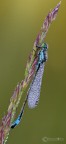 damigella del sibolla