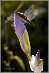 Iris con libellula Iris con libellula