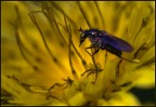 MicroMacro.. MicroMacro..