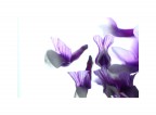 Viola Viola