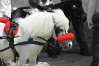 Pony in Sicily Pony in Sicily