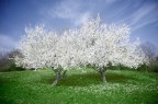 Primavera Primavera