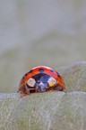 ancora coccinella