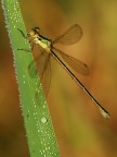 lestes lestes