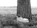 Ascolta il vento... Ascolta il vento...