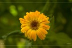 unFiore unFiore