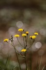 yellow yellow