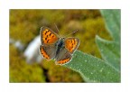 Farfallina Farfallina