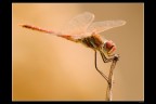 Dragonfly Dragonfly