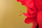 Il ragno e l'azalea Il ragno e l'azalea