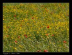 Impressonistic Flower 2 Impressonistic Flower 2