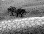campi marchigiani campi marchigiani