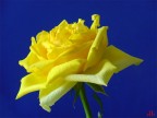 Yellow rose