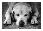 labrador - b&amp;w