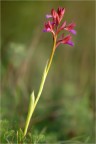 Orchis Papilionacea Orchis Papilionacea
