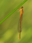 Ischnura pumilio Ischnura pumilio