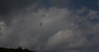 Parapendii