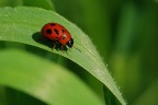 Coccinella