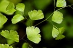 VERDE TENEREZZA