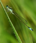 damigella damigella
