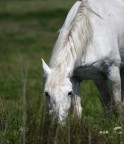 cavallo in Camargue 2 cavallo in Camargue 2