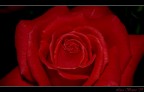 red rose red rose
