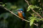 Alcedo Atthis Alcedo Atthis