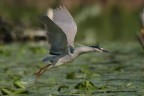 nitticora in volo nitticora in volo