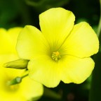 UN GIALLO DI PRIMAVERA