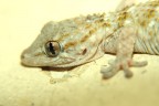 Geko Geko