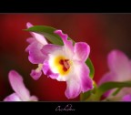Orchidea