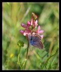 Una farfalla..un fiore.. Una farfalla..un fiore..