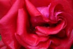amore amore