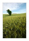 L'albero sul campo di grano