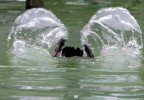 Splash Splash
