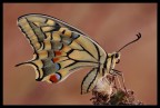 Papilio macaon adulto e bruco Papilio macaon adulto e bruco