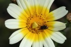 giallo giallo