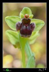 Ophrys bombyliflora....da vicino