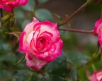 rosa dopo la pioggia rosa dopo la pioggia