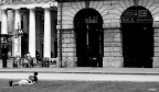 Disteso sul prato Disteso sul prato