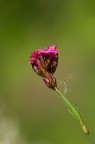Fiore Fiore