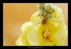 Trampoliere Trampoliere